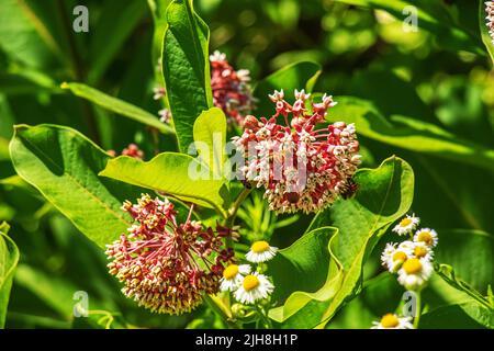 Asclepias syriaca. Le milkaded American est un genre de plantes herbacées vivaces à fleurs connues sous le nom de milkaded Banque D'Images