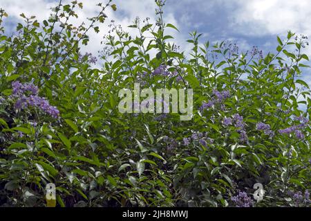 Haie haute avec fleurs bleues contre le ciel. Nuit douce et amère - Solanum dulcamara. Été 2022. Juin Banque D'Images