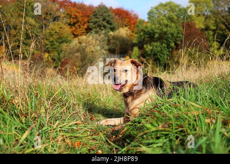 Le chien Huntaway se reposant sur l'herbe avec des arbres en arrière-plan le jour de l'automne Banque D'Images