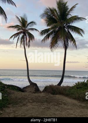 Un cliché vertical de deux palmiers à la plage au coucher du soleil de Rincon, Porto Rico Banque D'Images