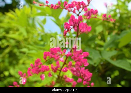 Les fleurs roses de l'Antigonon leptopus poussant dans le jardin Banque D'Images