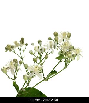 Fleurs et feuilles de clématites, de lat. Clematis vitalba L., isolé sur fond blanc Banque D'Images