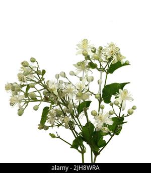 Fleurs et feuilles de clématites, de lat. Clematis vitalba L., isolé sur fond blanc Banque D'Images