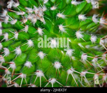 Cactus vert gros plan sur tout l'arrière-plan Banque D'Images