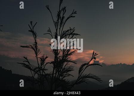 Silhouette d'un arbre au coucher du soleil avec ciel aux couleurs chaudes Banque D'Images