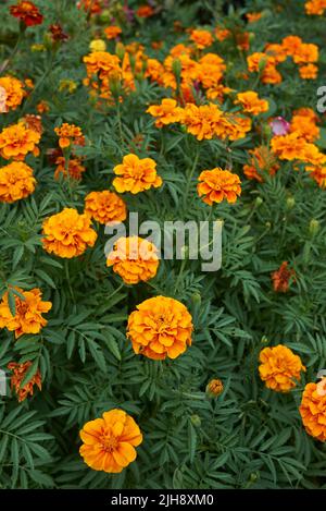 Tagetes fleurs colorées Banque D'Images