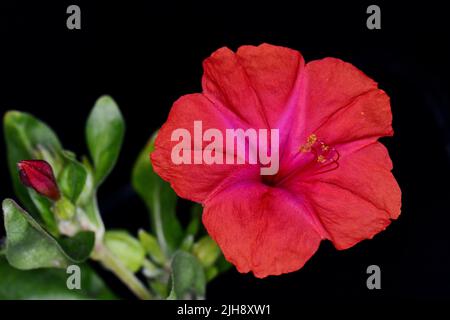 Fleur rouge mirabilis Jalapa, également connue sous le nom de Marvel du Pérou ou Fleur four O'Clock avec des feuilles vertes floues isolées sur fond noir. Banque D'Images