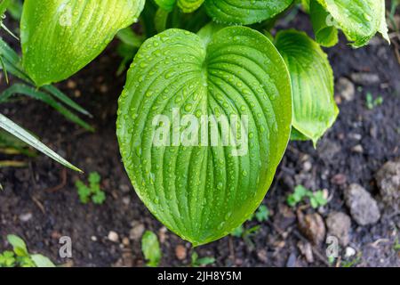 Feuille de plante verte avec gouttes d'eau après la pluie. Banque D'Images