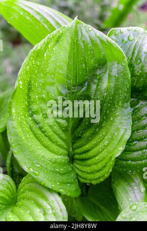 Feuille de plante verte avec gouttes d'eau après la pluie. Banque D'Images