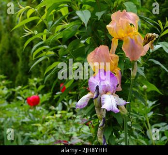 Iris germanica ou Iris barbu sur fond vert foncé flou. Mise au point sélective. Gros plan. Gouttes d'eau après la pluie sur les pétales pourpres de l'eau Banque D'Images