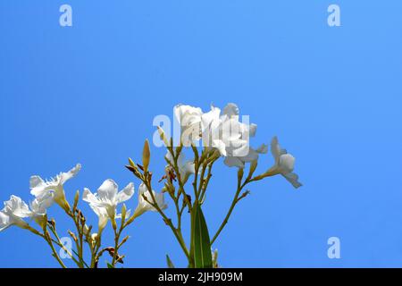 Fleurs blanches en fleur et en gros plan, sur un ciel bleu vif par temps ensoleillé en Grèce. Banque D'Images