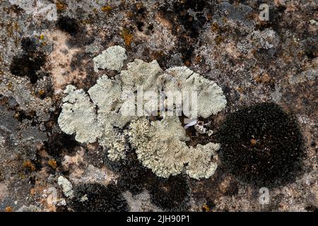 Différentes lichens qui poussent sur du calcaire Banque D'Images