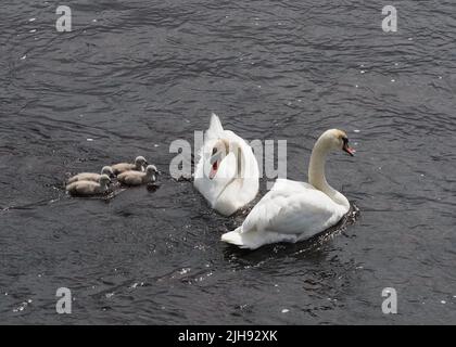 Quatre cygnets Cygnus Olor, suivant les cygnes parents. Leur duvet doux gris, contrastant avec les plumes blanches des adultes, et l'eau. Banque D'Images