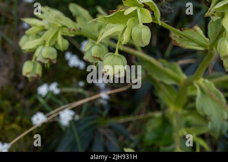 Hellébore de la poussette (Helleborus foetidus) fleurs vert-jaunâtre qui fleurissent au printemps Banque D'Images