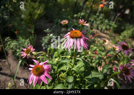 Echinacea purpurea. Plante de fleur communément connue sous le nom de conefellower. Banque D'Images