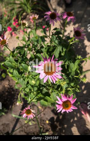 Echinacea purpurea. Plante de fleur communément connue sous le nom de conefellower. Banque D'Images