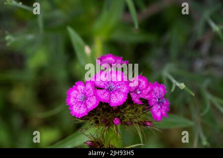 Fleurs de Willian rose (Dianthus barbatus) Banque D'Images