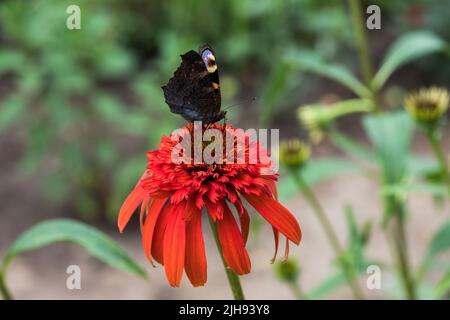 Echinacea purpurea. Plante de fleur communément connue sous le nom de conefellower. Banque D'Images