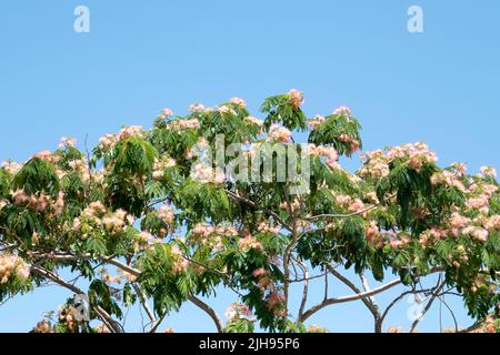 Fleurs de soie de Perse ou arbre arbre de soie rose (Albizia julibrissin) sur le fond de ciel bleu Banque D'Images
