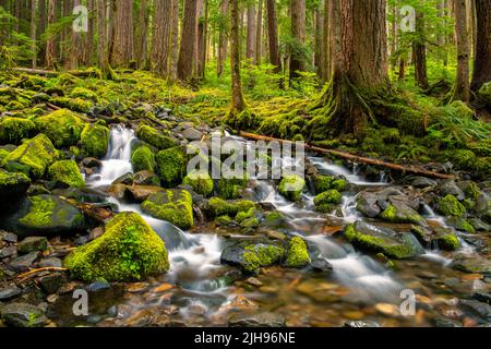 Scène idyllique et longue exposition d'un ruisseau clair qui coule sur des rochers recouverts de mousse à travers une forêt dans le parc national olympique, Washington Banque D'Images