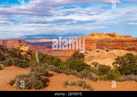 Parc national de Canyonlands paysage avec yucca en pleine floraison le long d'un plateau de canyon avec des canyons, des mesas, et des montagnes au loin Banque D'Images