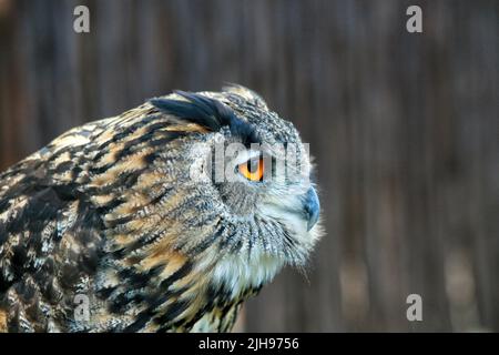 Jaune - Owl aux yeux en Afrique Banque D'Images