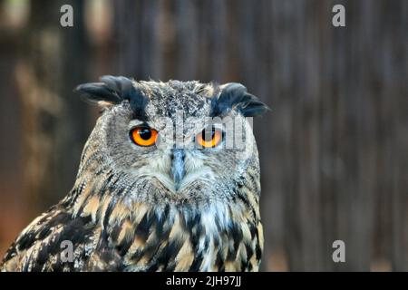 Hibou aux yeux jaunes en Afrique Banque D'Images