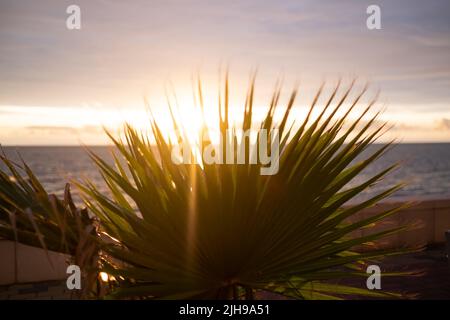Palmier sous ciel bleu. Arrière-plan vintage. Banque D'Images