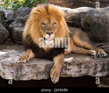 Portrait d'un lion africain masculin faisant un visage stupide avec sa langue dehors Banque D'Images