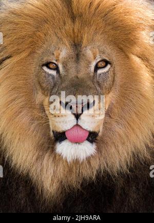 Portrait d'un lion africain masculin faisant un visage stupide avec sa langue dehors Banque D'Images