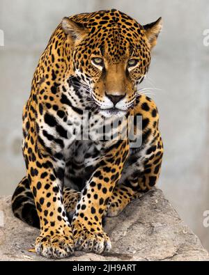Portrait d'une jaguar Banque D'Images