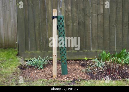 Plantation d'un arbre dans le jardin, protégé par un piquet et un filet de protection d'arbre, Royaume-Uni Banque D'Images