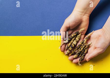 Mains tenant des oreilles brûlées de blé sur fond de drapeau Ukarinian. Crise mondiale et européenne des céréales et du blé après l'invasion de l'Ukraine par la Russie 2022. Embargo et sanction pour l'exportation de céréales Banque D'Images