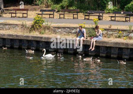 Surbiton Surrey, Royaume-Uni - 15 juillet 2022 : les gens regardent les oies et un cygne sur la Tamise à Surbiton sur 15 juillet 2022. Deux personnes non identifiées Banque D'Images