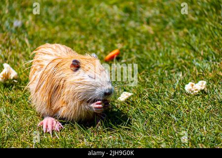 la nourriture rouge de la nutria naws dans le zoo sur la pelouse Banque D'Images