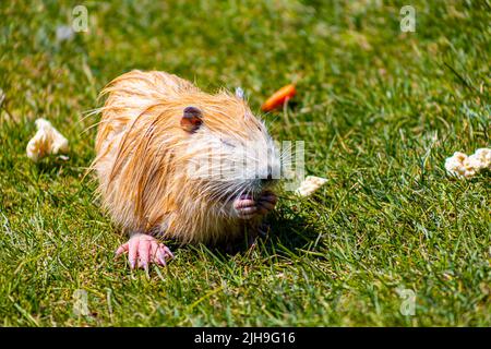 la nourriture rouge de la nutria naws dans le zoo sur la pelouse Banque D'Images