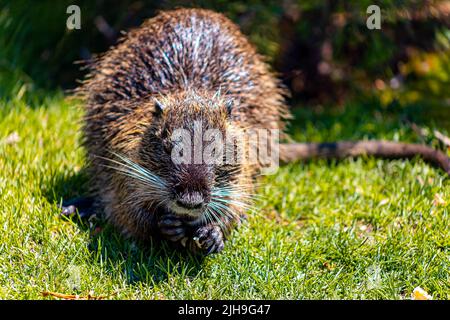 zoos, un nutria se trouve sur la pelouse et recueille la nourriture que les visiteurs lui ont jeté Banque D'Images