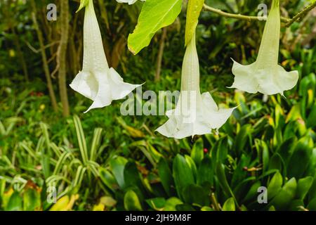 Brugmansia arborea. Belle plante dans le jardin botanique de la ville de la Orotava, à Ténérife, aux îles Canaries. Banque D'Images