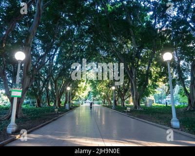 L'avenue principale nord-sud bordée d'arbres à Hyde Park, Sydney Banque D'Images