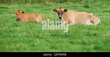 Deux vaches brunes couchée sur une ferme laitière verte biologique dans la campagne. Bétail ou bétail dans un champ ou un pré ouvert, vide et isolé Banque D'Images
