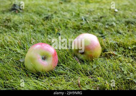 Fruits ou produits biologiques végétaliens agricoles sains, mûrs et prêts pour la saison de récolte sur un pré herbacé. Gros plan de deux pommes tombées coulées Banque D'Images