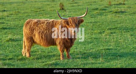 Élevage de bétail et de bétail écossais dans une ferme destinée à l'industrie du boeuf. Paysage avec animal dans la nature. Vache de montagne poilue brune avec cornes sur un Banque D'Images