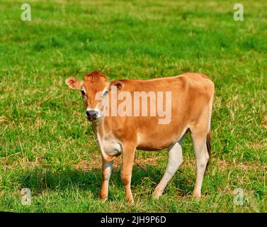 Portrait d'une vache brune paître sur des terres agricoles vertes à la campagne. Bétail ou bétail debout sur un champ de prairie ouvert, vide et retiré ou Banque D'Images