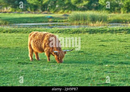 La vache des Highlands, nourrie d'herbe, pâture sur des pâturages verts et élevée pour l'industrie laitière, la viande ou le boeuf. Pleine longueur d'un animal de bétail poilu debout seul Banque D'Images