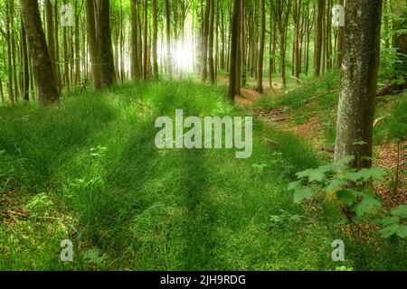 Chemin mystérieux caché menant à travers les arbres de hêtre en croissance dans la forêt décidue magique dans des bois isolés, sereins et calmes. Vue sur le paysage de verdure luxuriante Banque D'Images