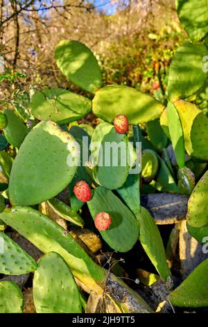 Cactus de poire vert poussant dans une zone sauvage avec un feuillage vert luxuriant dans un parc national isolé. Vibrant et opuntia arbres succulents et Banque D'Images