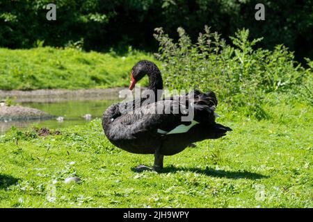 Gros plan d'un cygne noir (Cygnus atratus) Banque D'Images