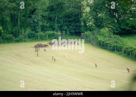 Un grand troupeau de cerfs de Virginie d'élevage (Dama dama) dans une ferme de vanison Banque D'Images