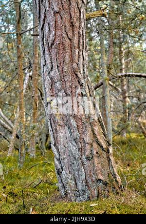 Un grand vieux tronc d'arbre dans une forêt. Les bois entourés par beaucoup d'herbe verte sèche, des branches, des brindilles dans un environnement vide et écologique en été Banque D'Images