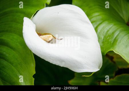 Gros plan de la belle nénuphars (Arum Zantedeschia aethiopica) Banque D'Images